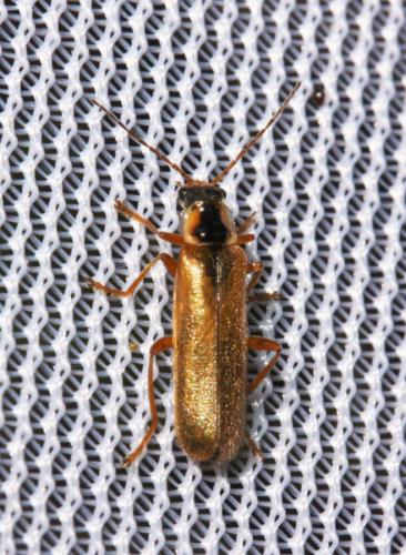 Cantharis decipiens